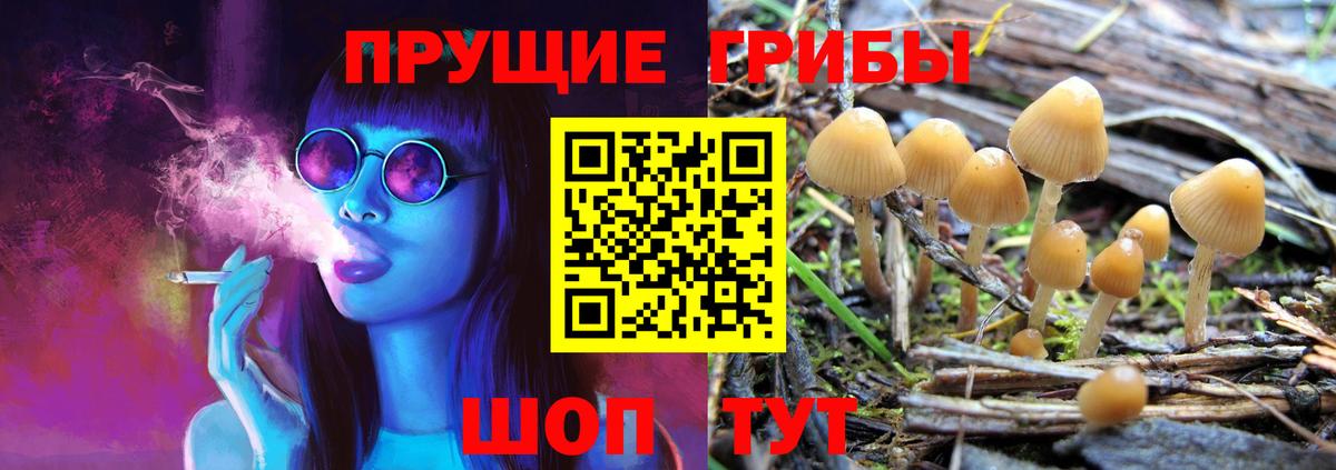 Батайск  Псилоцибиновые грибы Cubensis  Вход с VPN 